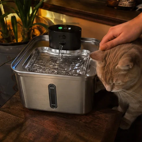 Ginger cat at the fountain