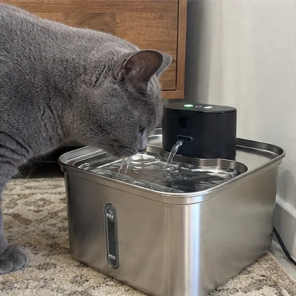 British shorthair drinking