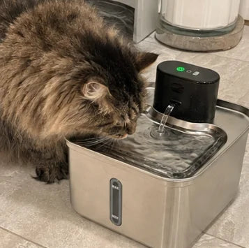 Long-haired tabby drinking