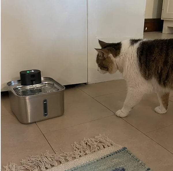 Customer photo of the Whiskerys fountain at home