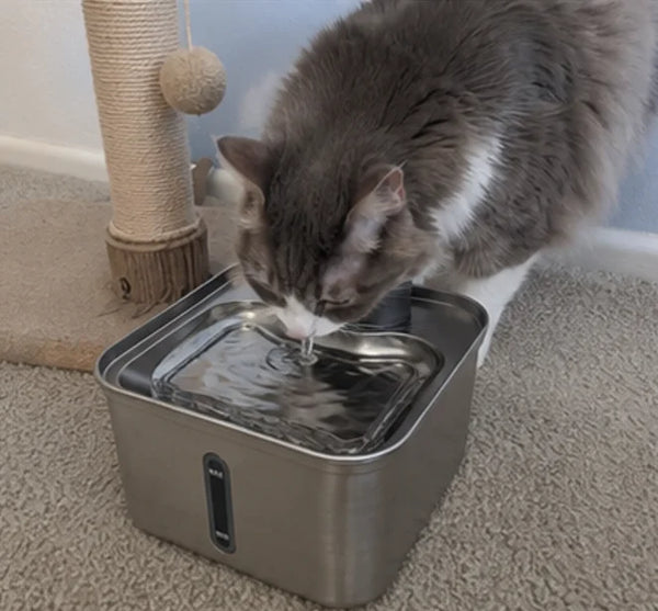 Cat drinking by the cat tree